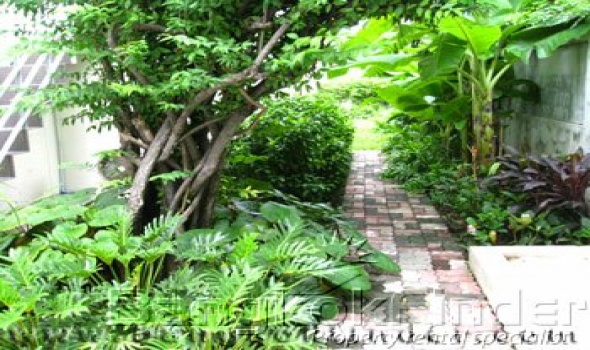 3 Bedrooms, 一戸建て, 賃貸物件, Pye House, Sukhumvit 40 Alley, 3 Bathrooms, Listing ID 232, Bangkok, Thailand,